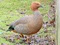 Ruddy-headed Goose